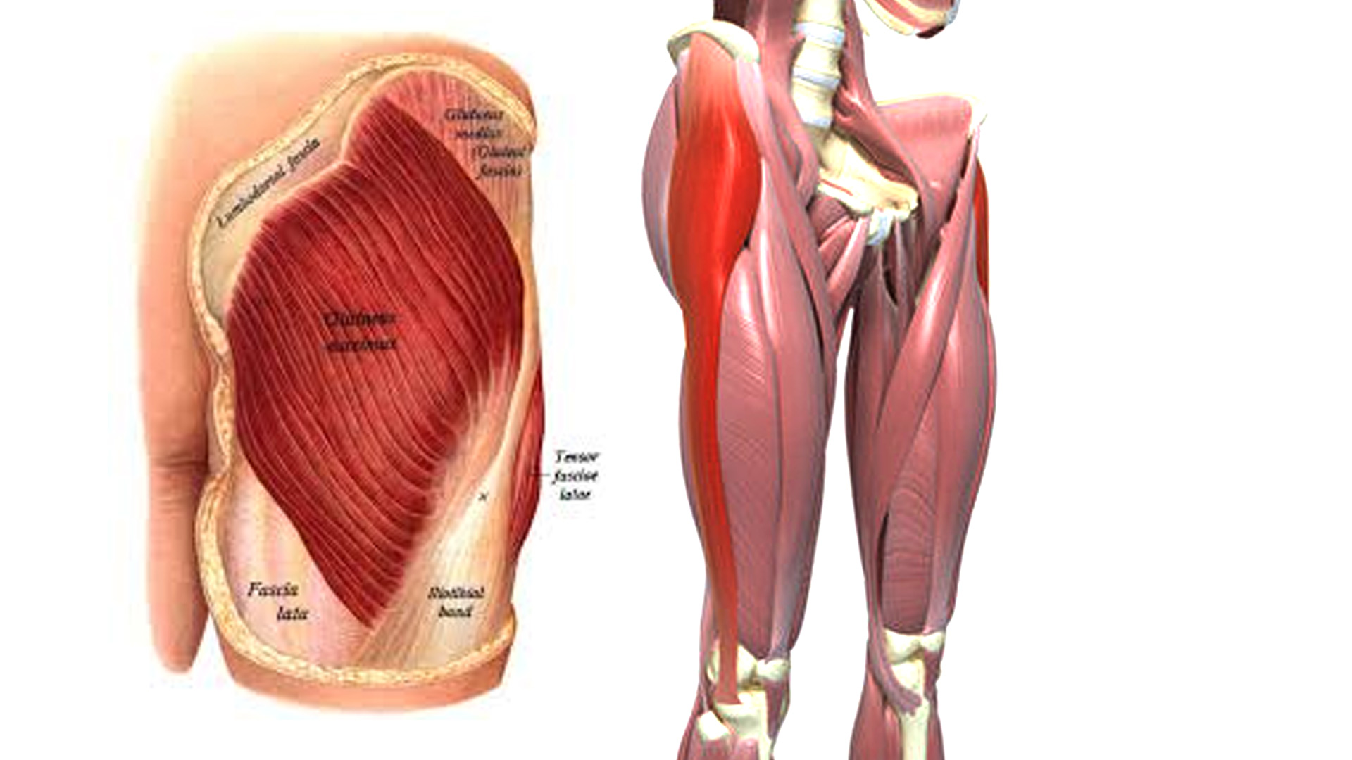 Tensor fasciae latae muscle yoga anatomy