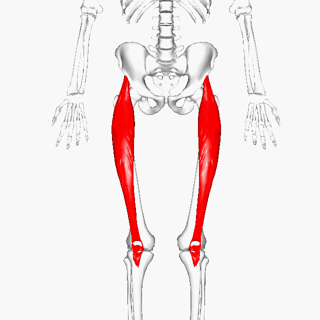 Rectus femoris