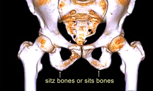 Sitz Bone or Sits Bones