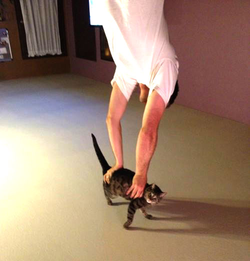 Catstand hotsell
