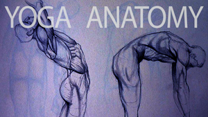 yoga-anatomy