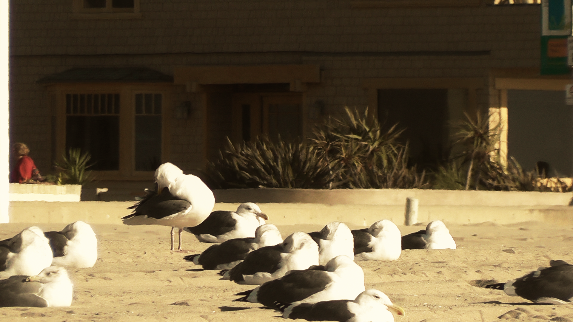 Manhattan beach yoga seagull