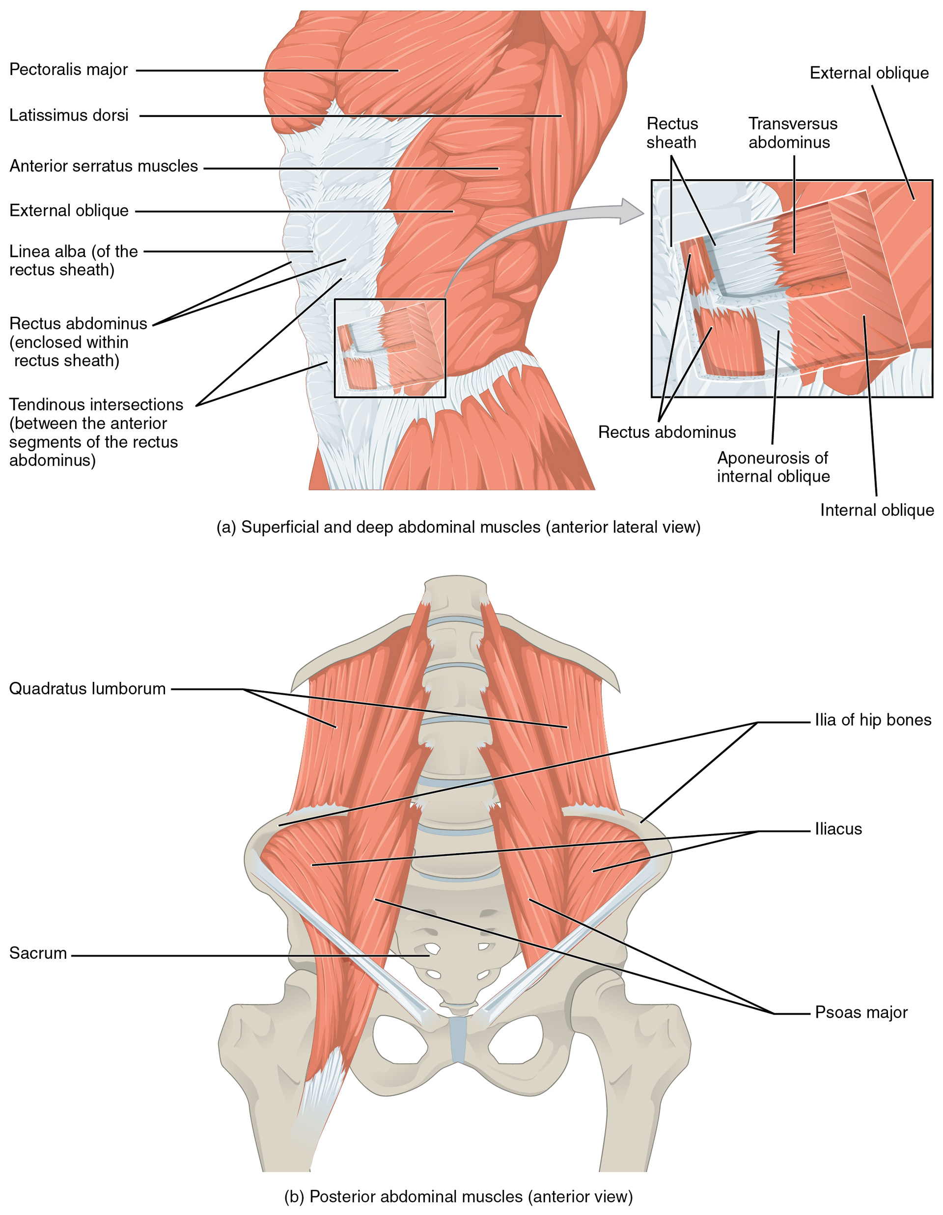 Abdomen Muscles Origin Function