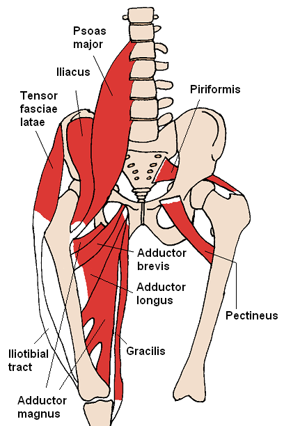 Gracilis Muscle