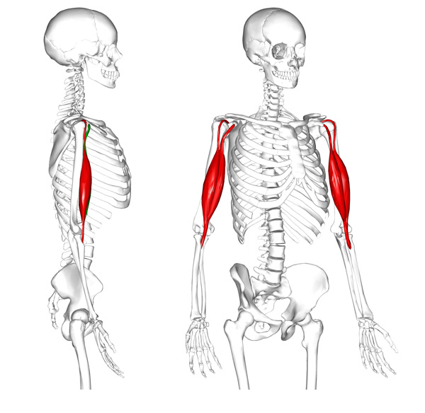 Biceps brachii