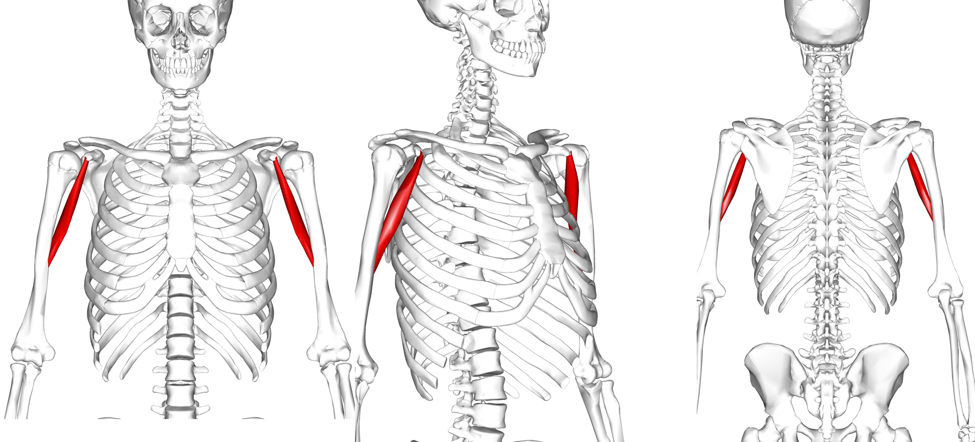 Coracobrachialis