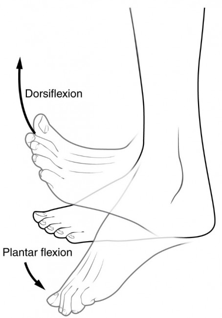 dorsiflexion