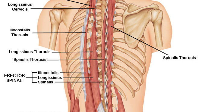 Erector Spinae Iliocostalis Muscle Yoga Anatomy