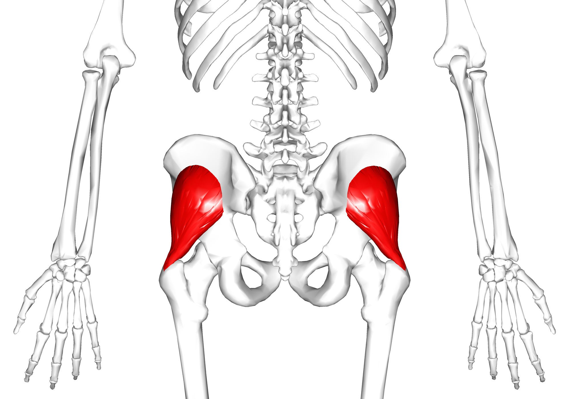 Gluteus minimus muscle