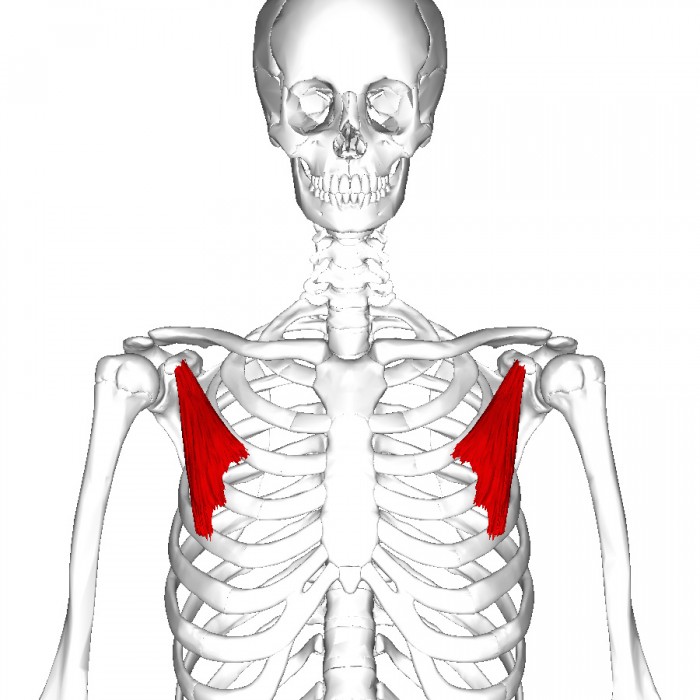Pectoralis Minor in Yoga Anatomy