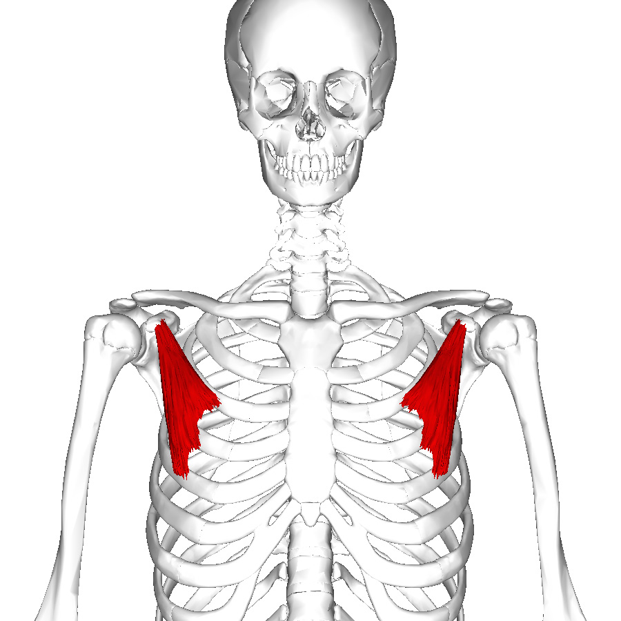 Pectoralis Minor in Yoga Anatomy