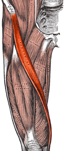 Sartorious Muscle