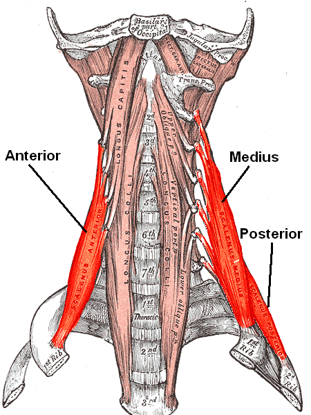 Scalenes 