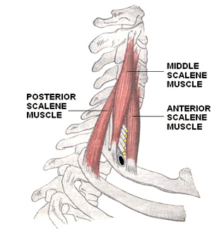 Scalenes