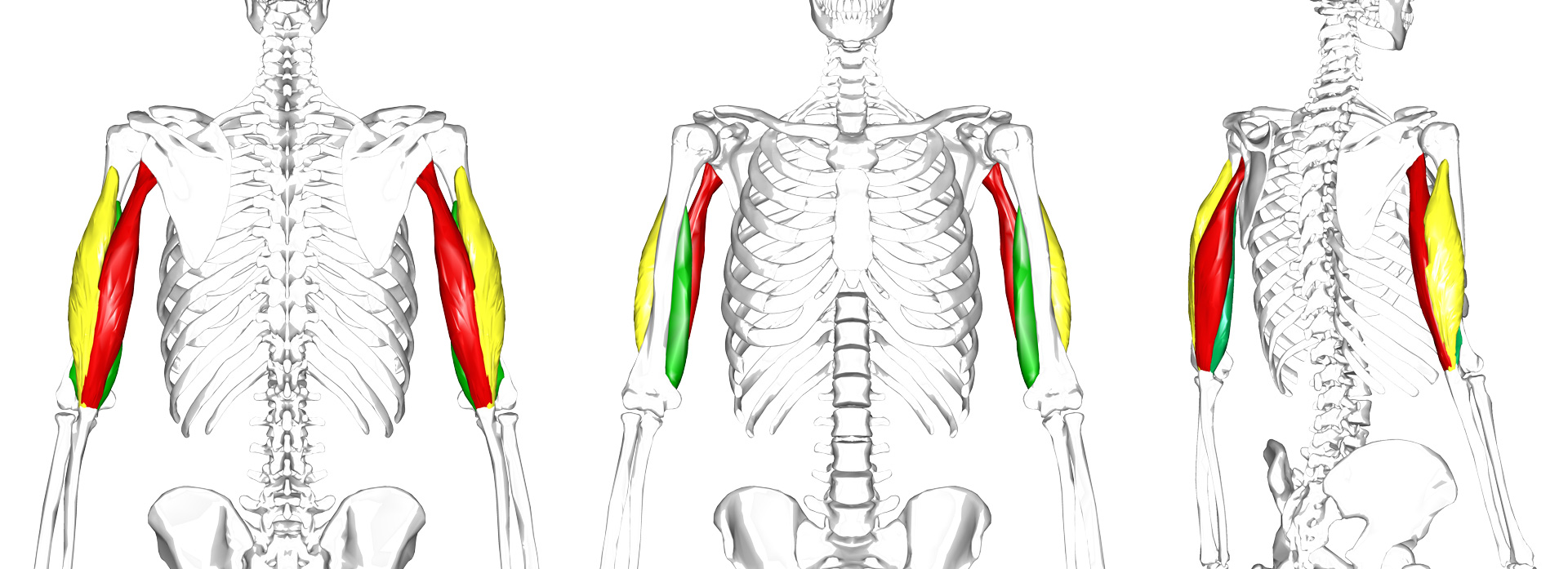 Triceps brachii