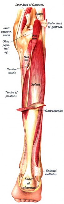 plantaris