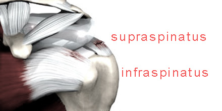 Supraspinatus