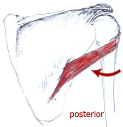 Teres Minor