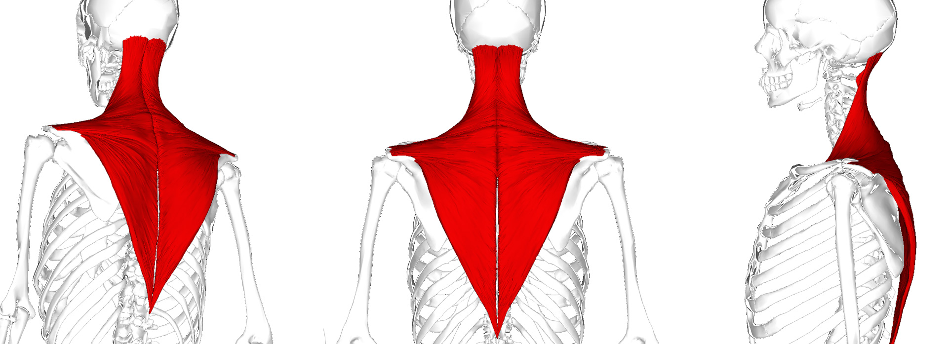 trapezius