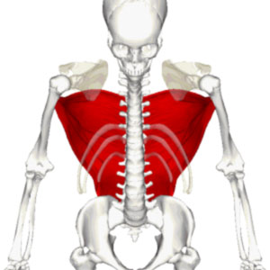 Latissimus-dorsi