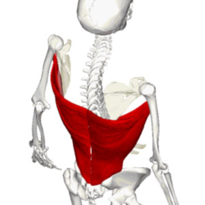 Latissimus-dorsi