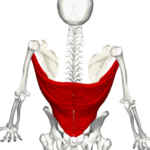 Latissimus-dorsi