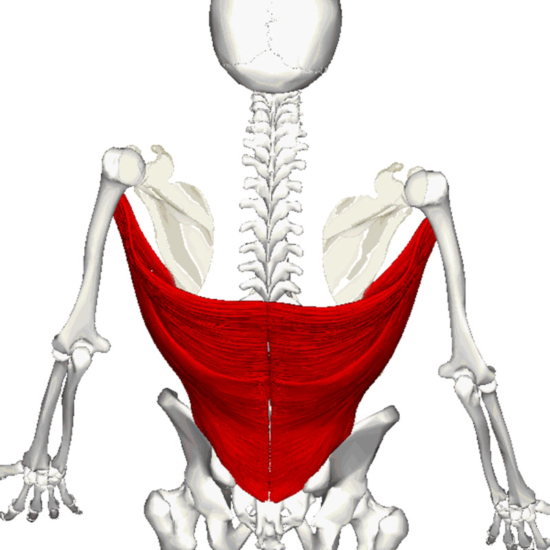 Latissimus-dorsi