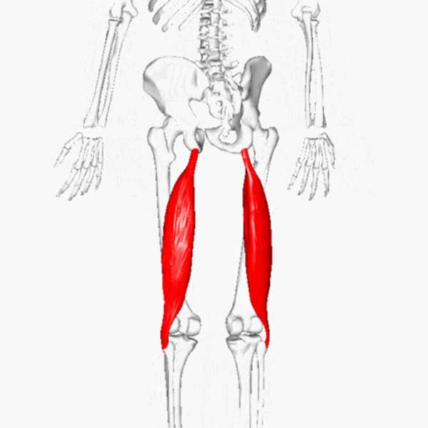 Long head biceps femoris