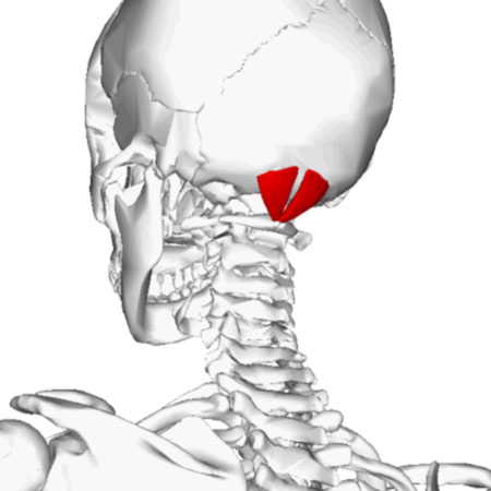 The Rectus capitis posterior minor