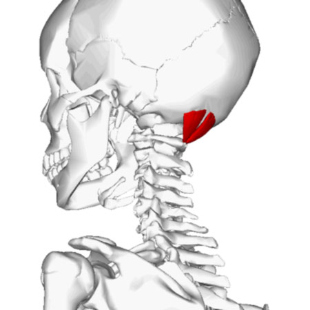 The Rectus capitis posterior minor