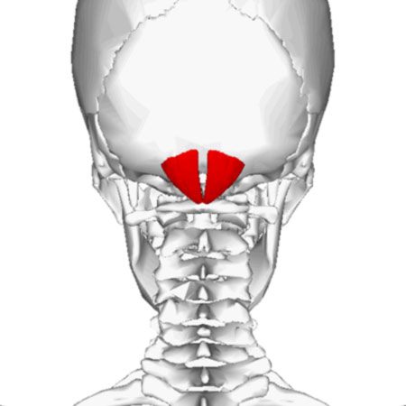 The Rectus capitis posterior minor
