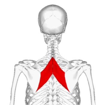 Rhomboid Minor Muscle Yoga Anatomy