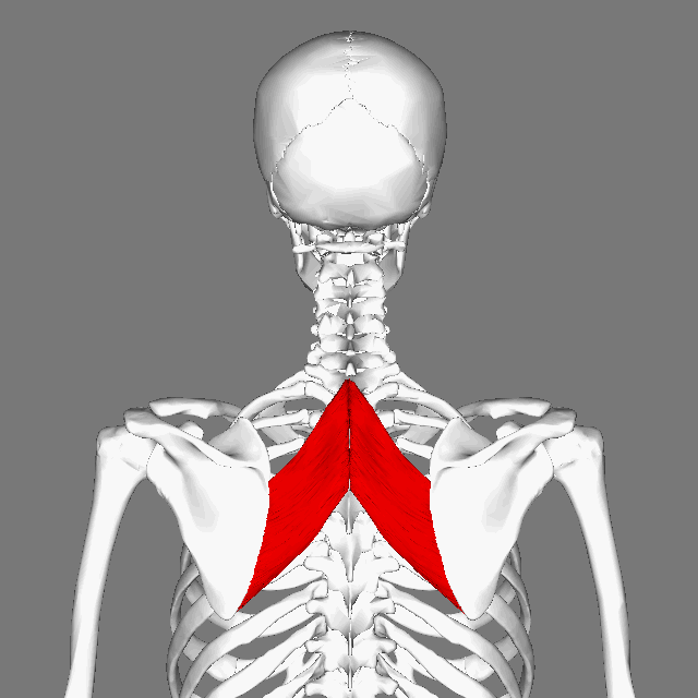 Rhomboid Major Muscle Yoga Anatomy