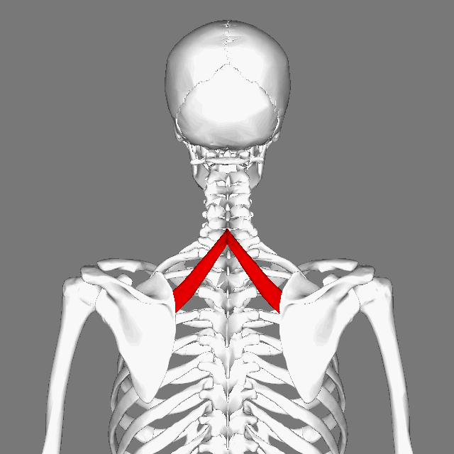 Rhomboid Minor Muscle Yoga Anatomy