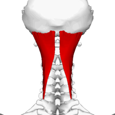 Semispinalis capitis