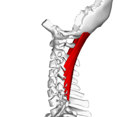 Semispinalis capitis