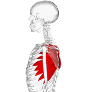 Serratus Anterior