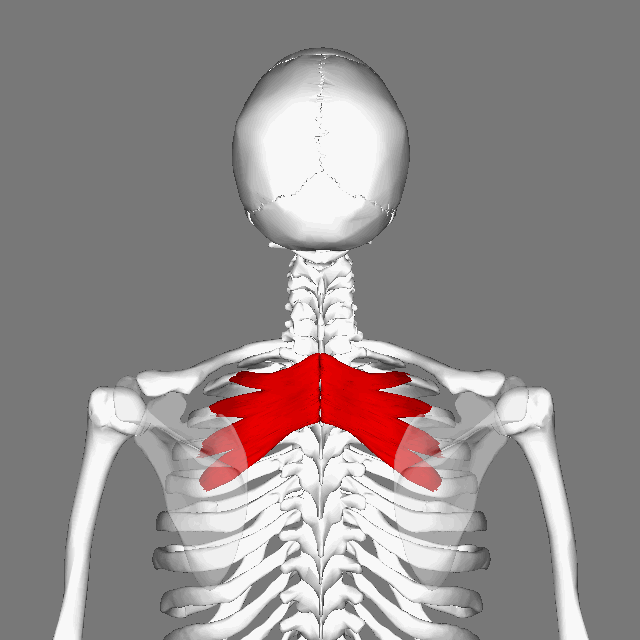 Serratus Posterior Superior muscle yoga anatomy