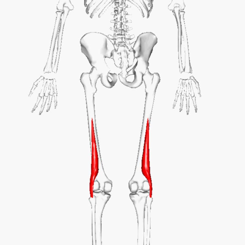 Short-head-biceps-femoris