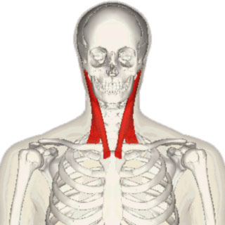 Sternocleidomastoid