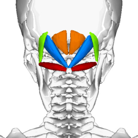 Suboccipital muscles