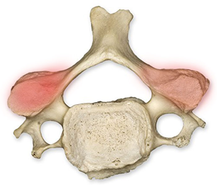 Transverse processes of the vertebra