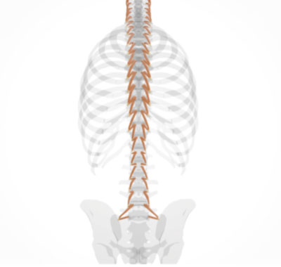 spinal rotator muscles