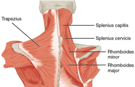 Splenius Capitis